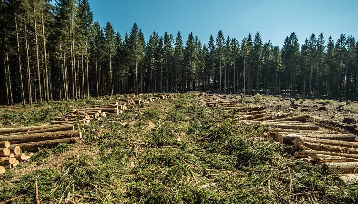 těžba dřeva harvestorem